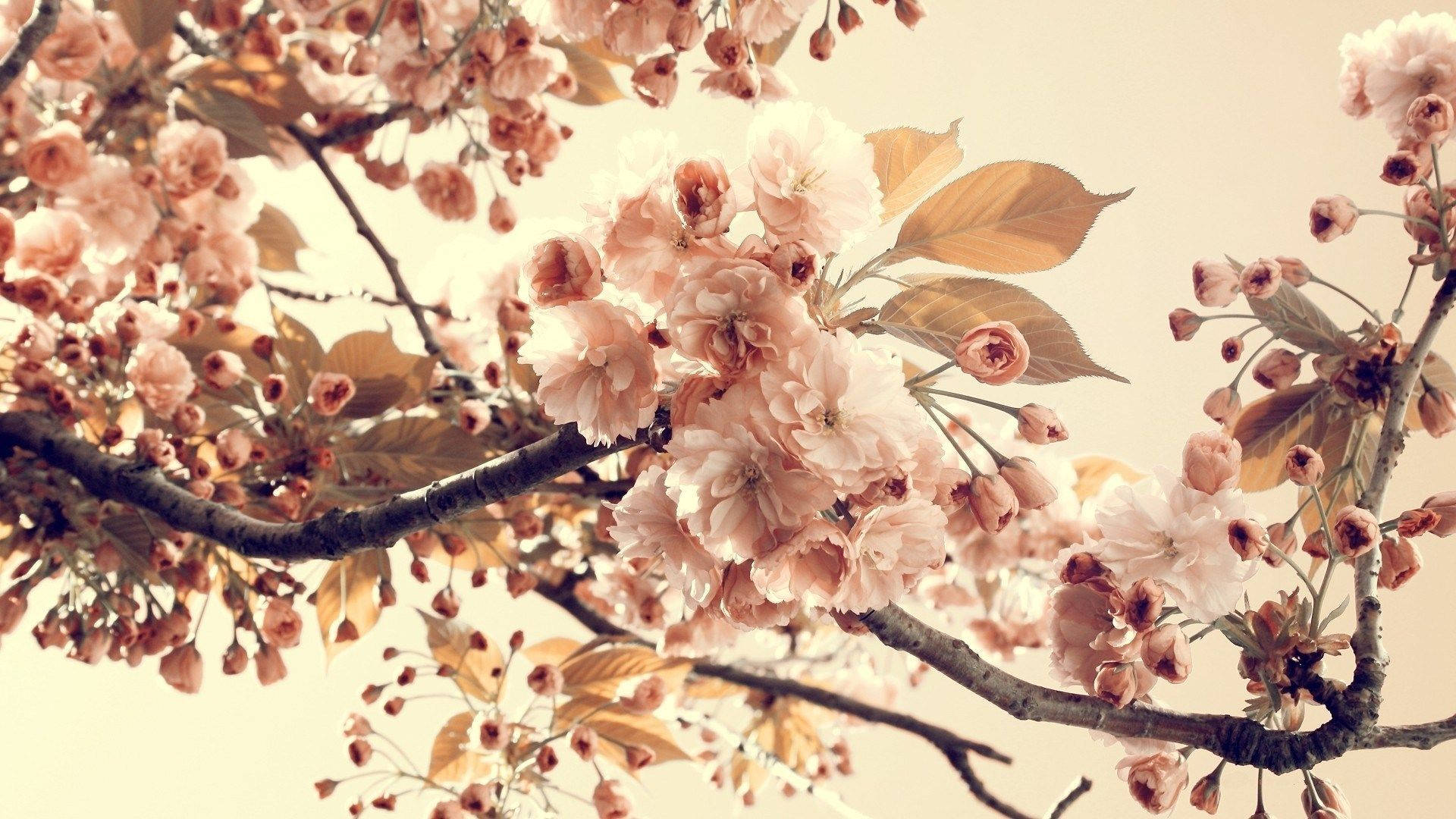 pink cherry blossoms, dark branches, soft beige sky, Full HD Desktop Wallpaper