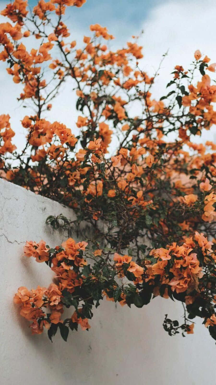 vintage aesthetic plant, bougainvillea, white wall, HD Phone Wallpaper