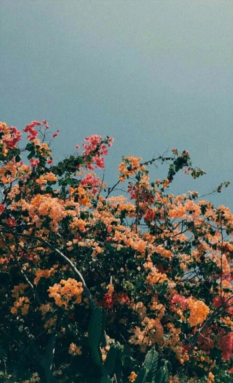 Vintage Aesthetic Plant, bougainvillea, orange, HD Phone Wallpaper