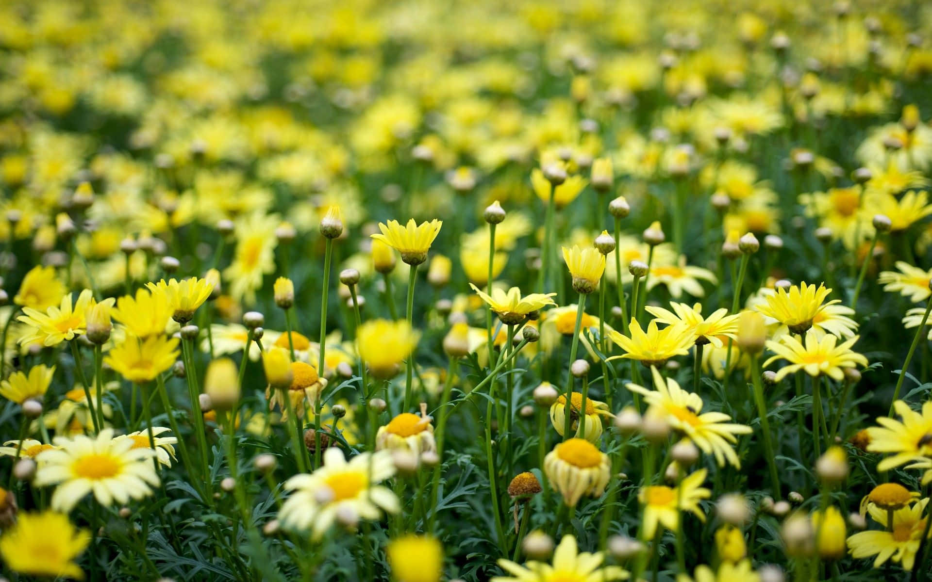 vintage aesthetic plant, yellow daisies, green stems, Full HD Desktop Wallpaper