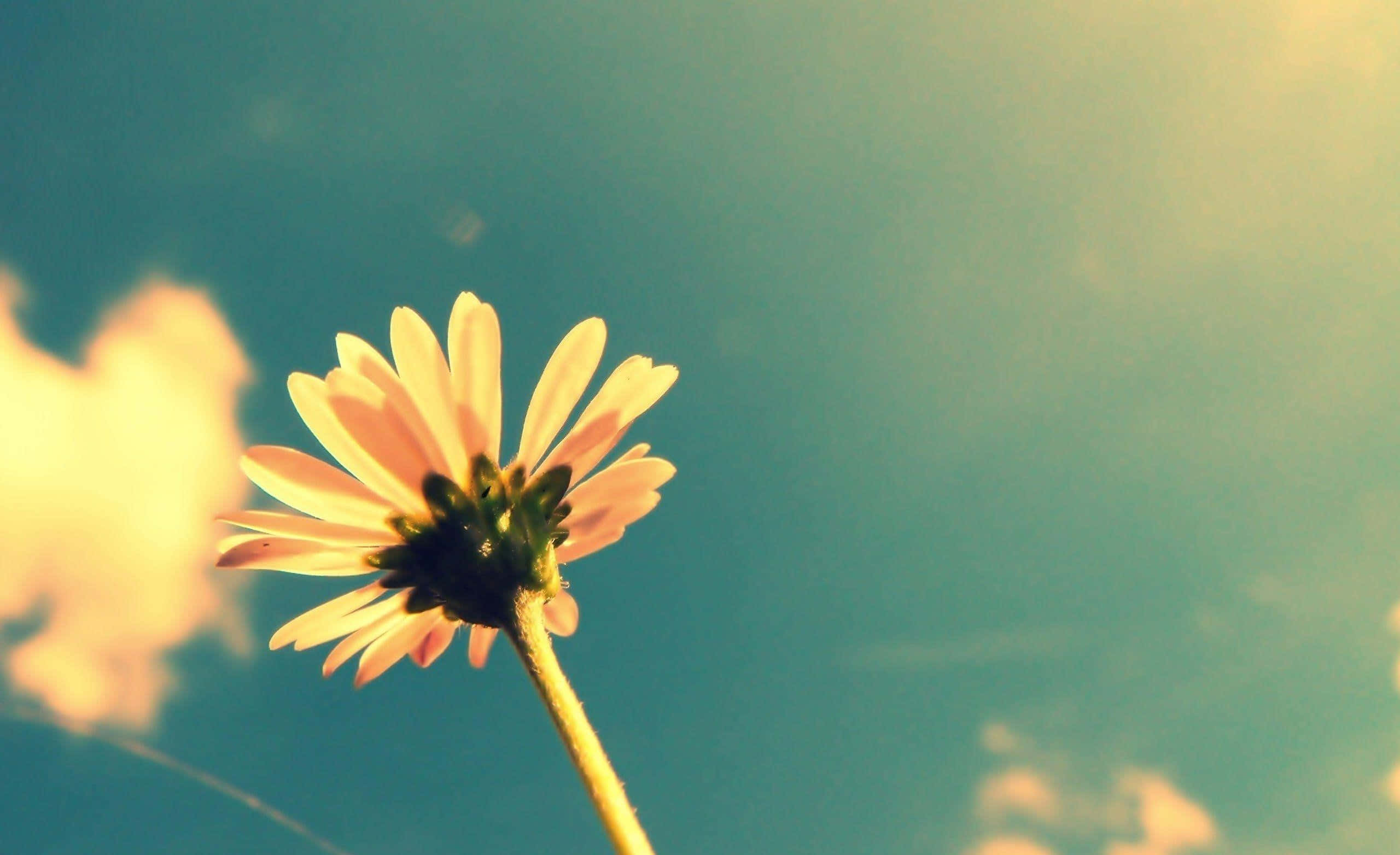 daisy, teal sky, golden clouds, 2K Desktop Wallpaper