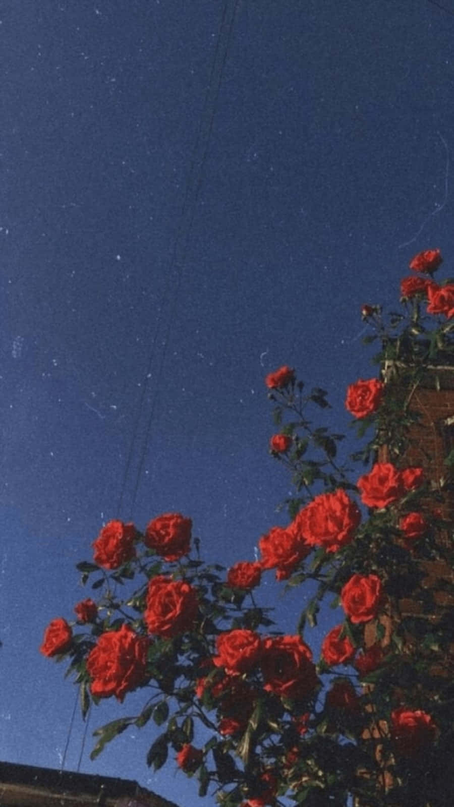 vintage aesthetic plant, vibrant red roses, deep blue sky, HD Phone Wallpaper
