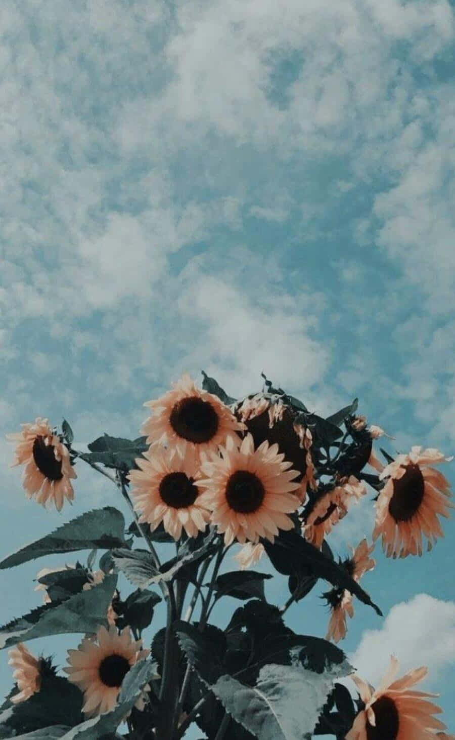 Vintage Aesthetic Plant, Sunflowers, soft blue sky, HD Phone Wallpaper