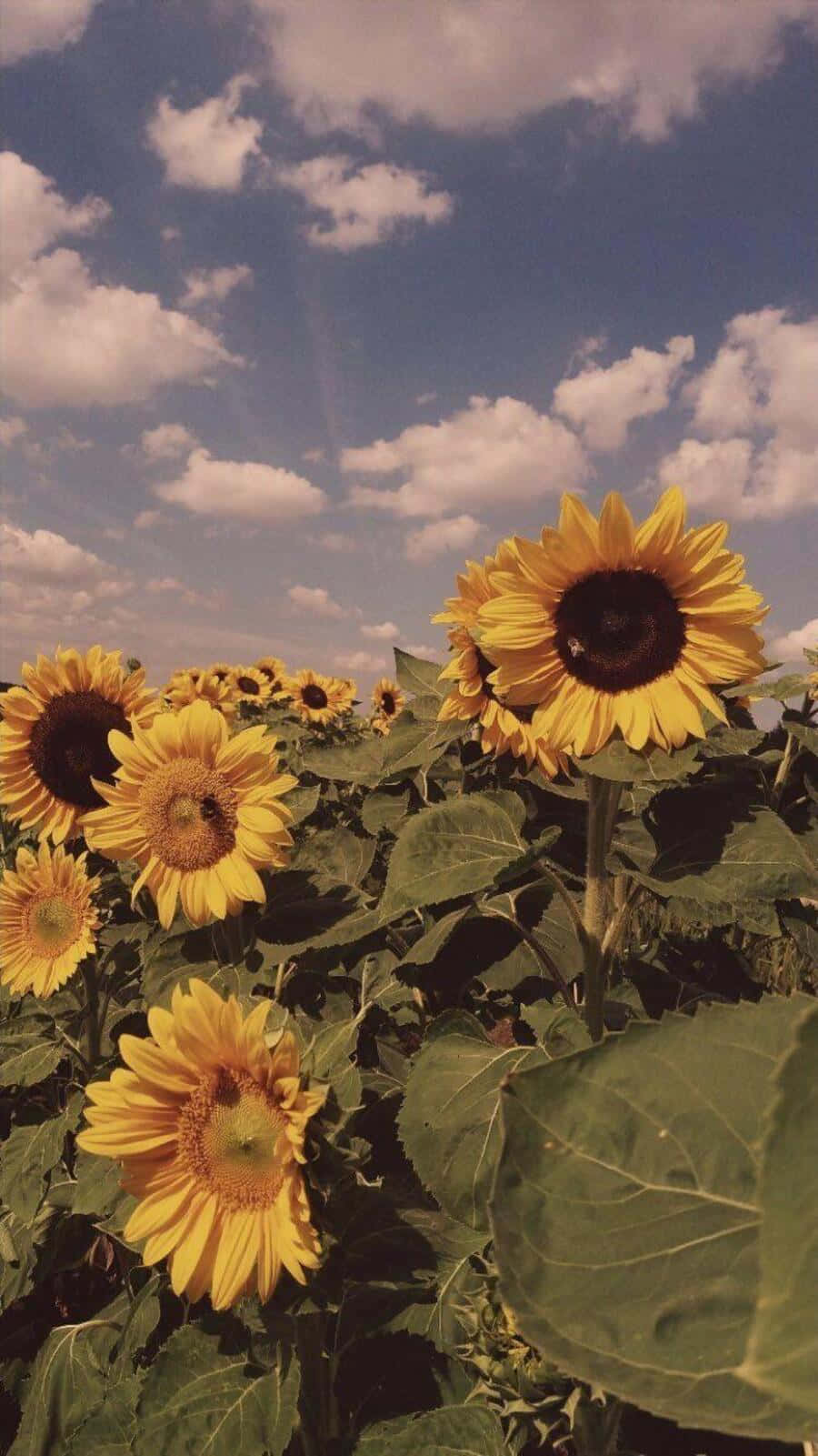 vintage aesthetic plant, sunflowers, bright blue sky, HD Phone Wallpaper