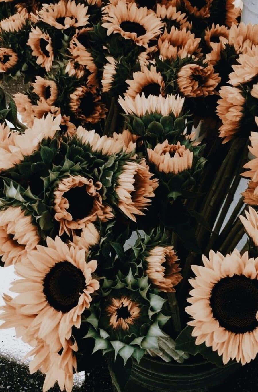 vintage aesthetic plant, sunflowers, faded petals, HD Phone Wallpaper