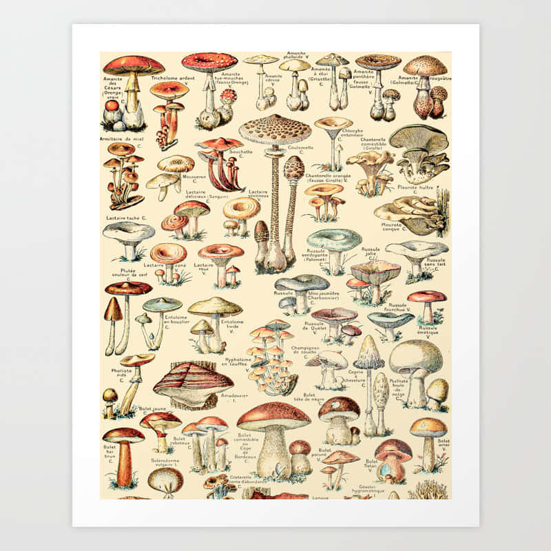 Vintage Cute Mushroom Botanical Poster Art, mushroom species, detailed labels, SD Desktop Wallpaper