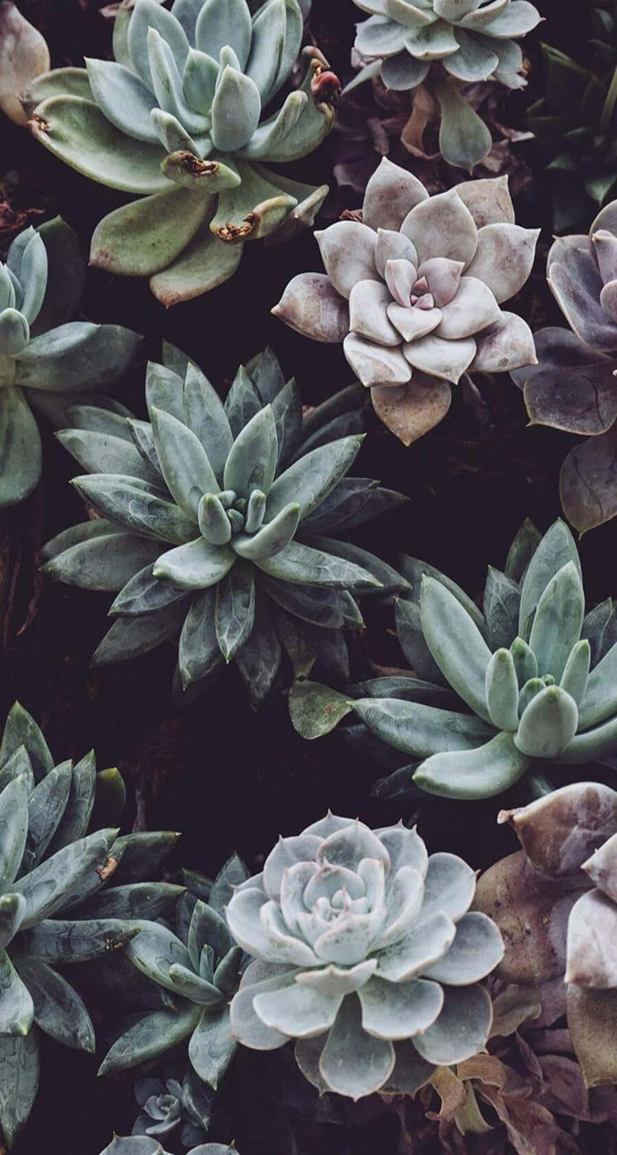 Vintage Aesthetic Plant, succulents, muted green, HD Phone Wallpaper