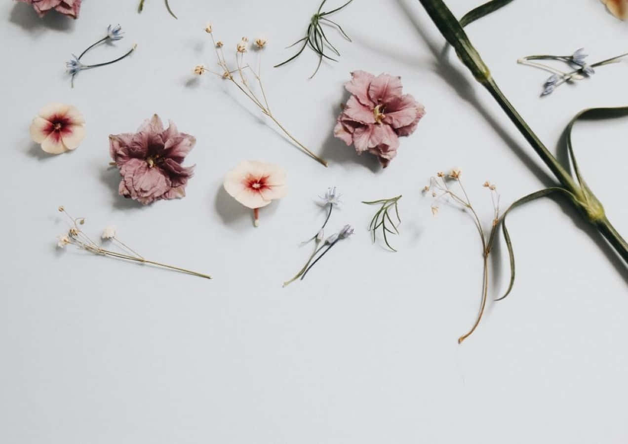 Vintage Aesthetic Plant, dried flowers, soft pinks, SD Desktop Wallpaper