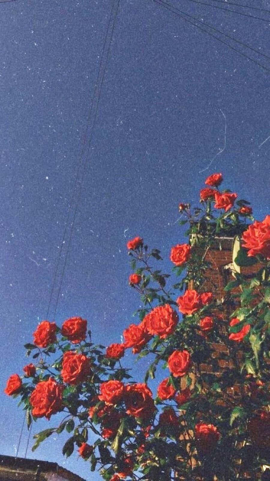 vintage aesthetic plant, red roses, starry night sky, HD Phone Wallpaper