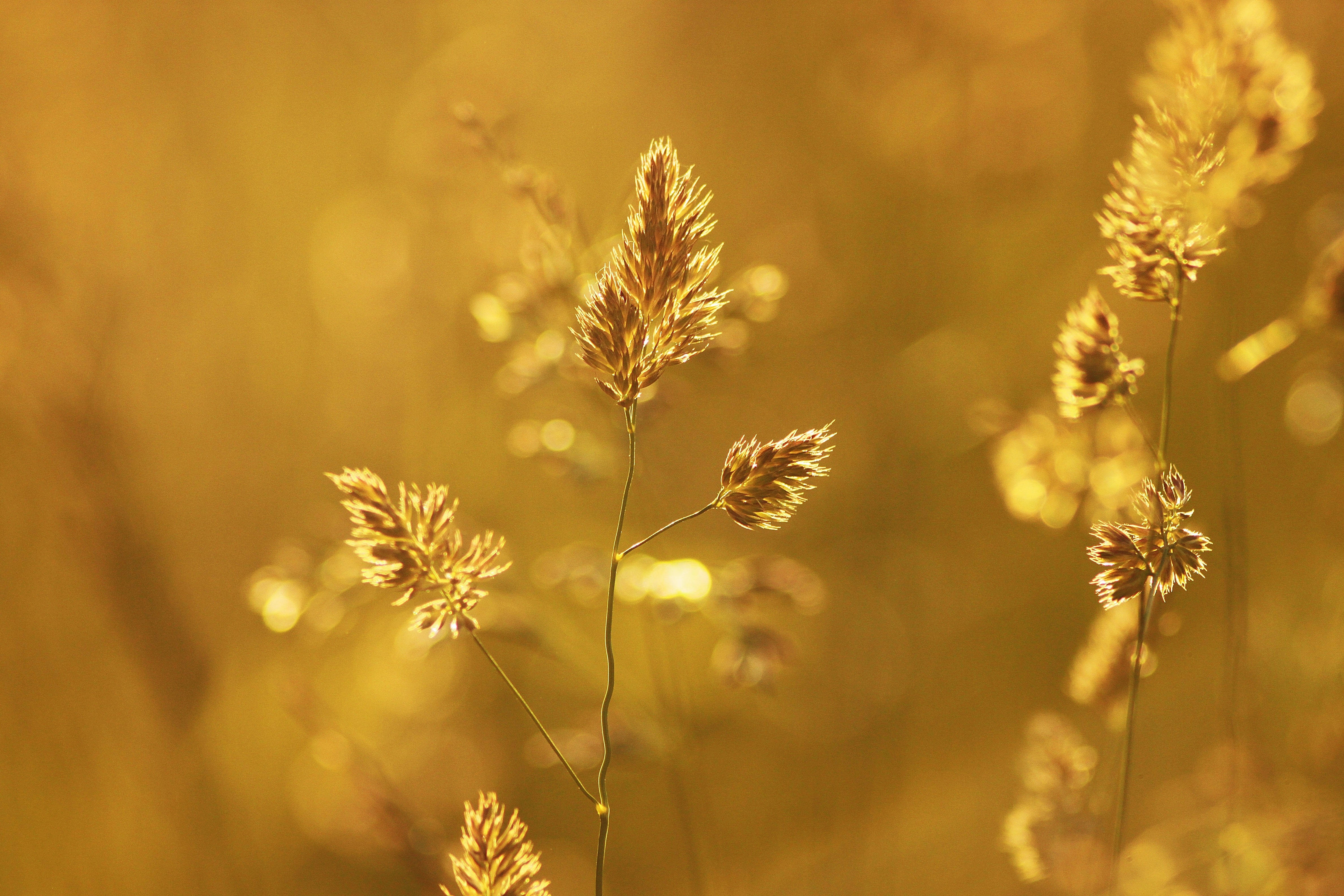 golden grasses, warm sunlight, soft bokeh background, 4K Desktop Wallpaper