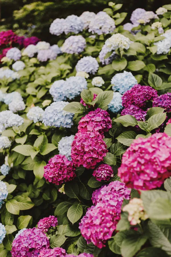 vintage flower aesthetic, hydrangea bush, pink and blue hydrangea blooms, SD Phone Wallpaper
