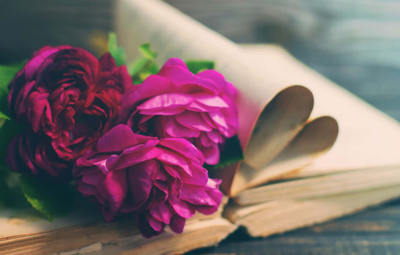 vintage book, rustic wooden surface, vibrant magenta roses, HD Desktop Wallpaper