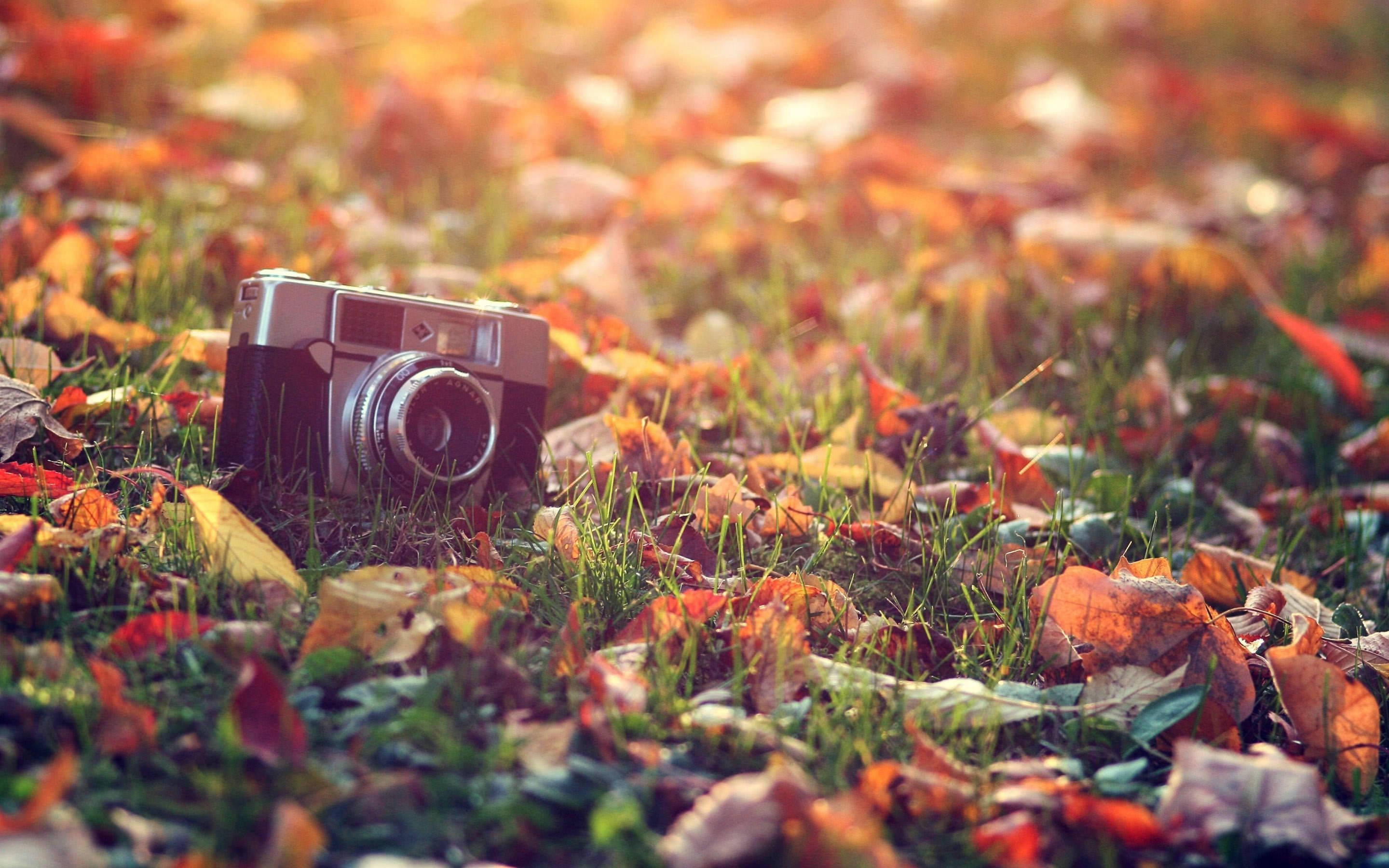vintage camera, autumn leaves, grass, 2K Desktop Wallpaper