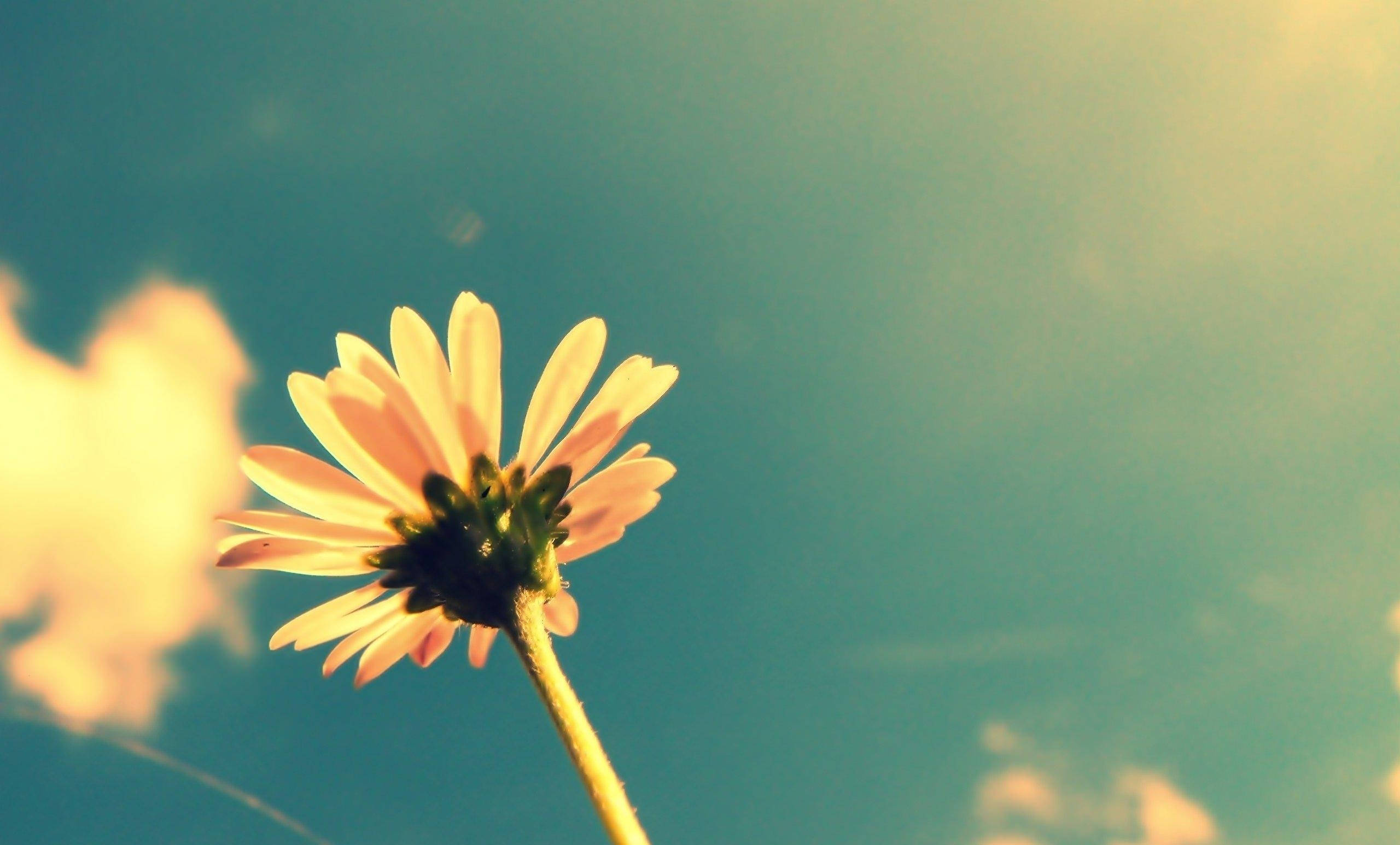 daisy, teal sky, golden clouds, 2K Desktop Wallpaper