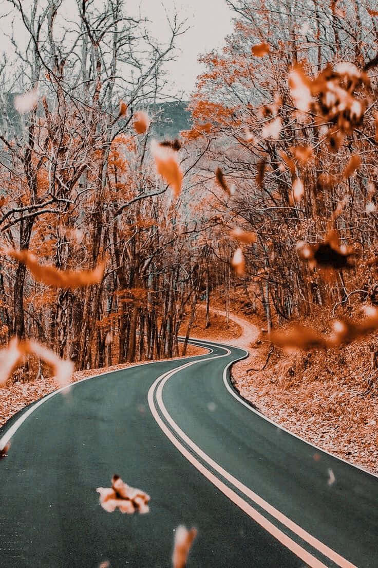 vintage autumn, forest, autumn foliage, SD Phone Wallpaper