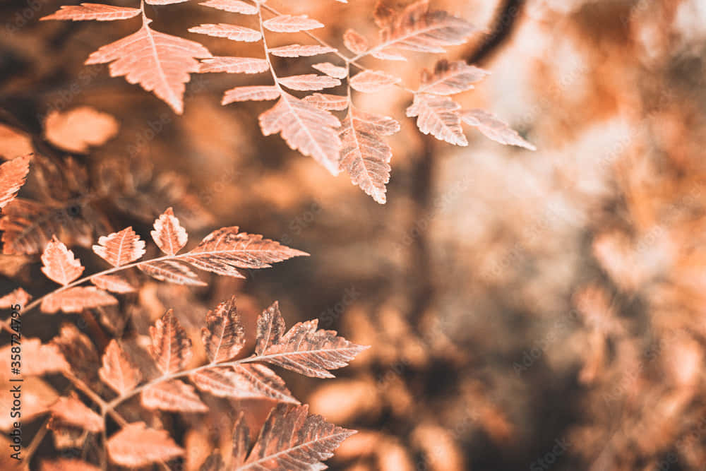 vintage autumn, crunchy leaves, warm autumnal tones, SD Desktop Wallpaper