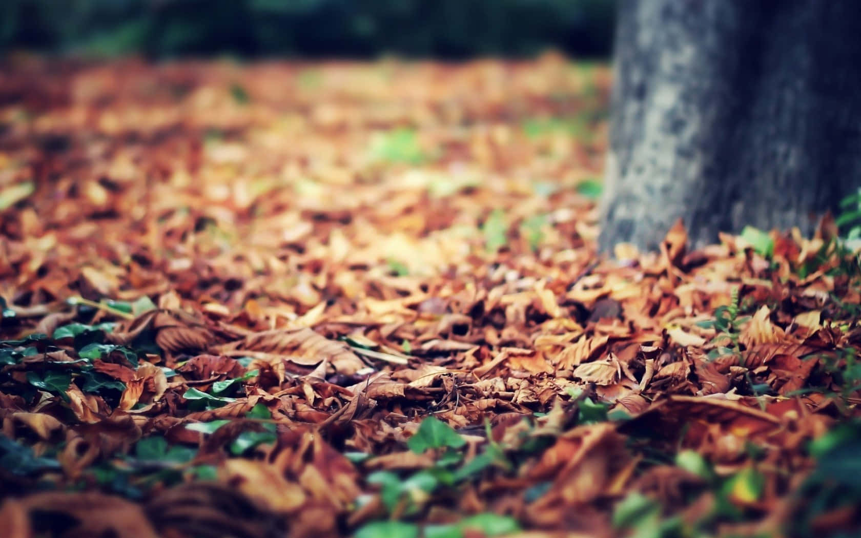 Vintage Autumn, golden brown autumn leaves, tree trunk, HD Desktop Wallpaper