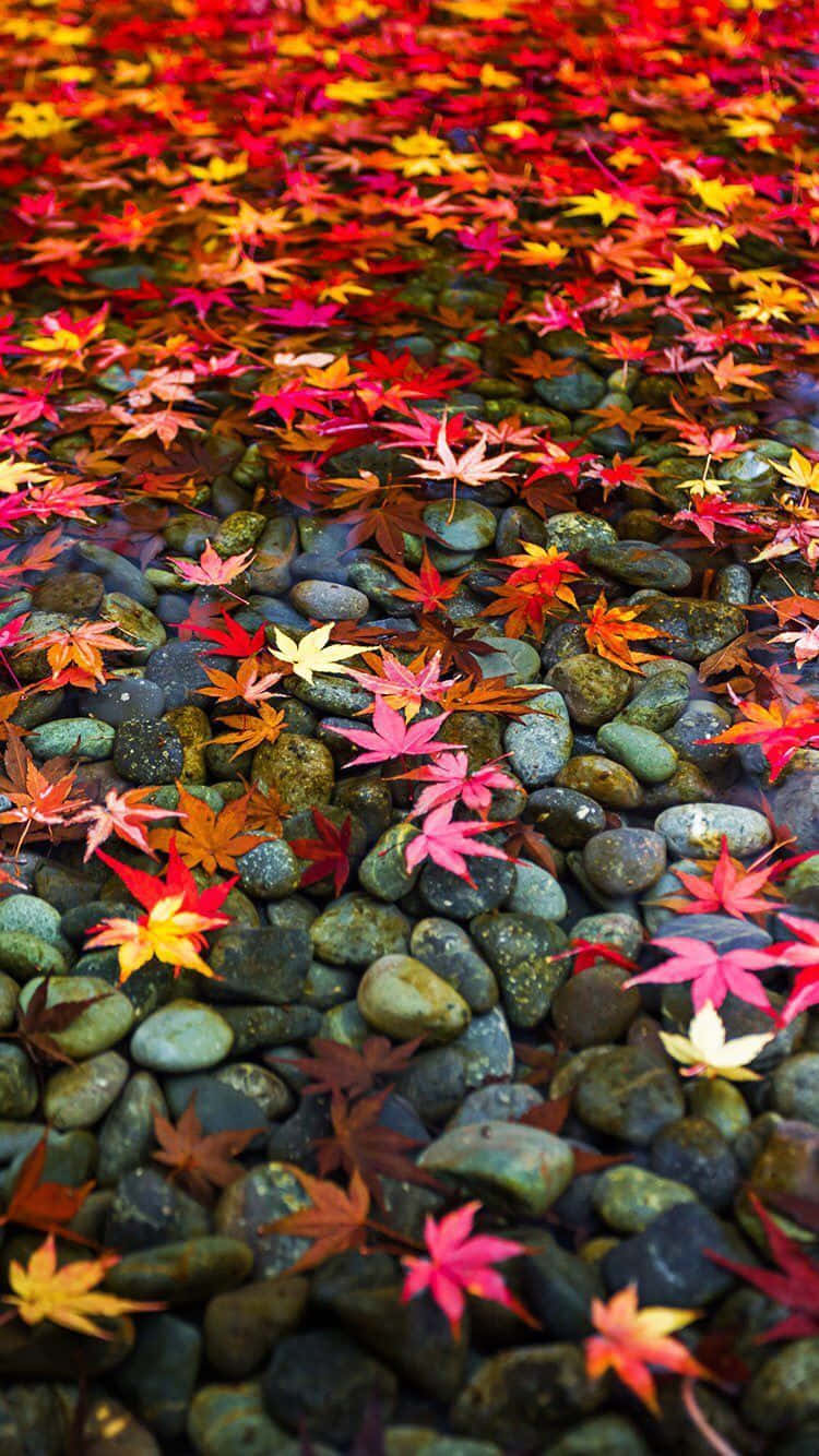 vintage autumn, autumn maple leaves, clear water, HD Phone Wallpaper