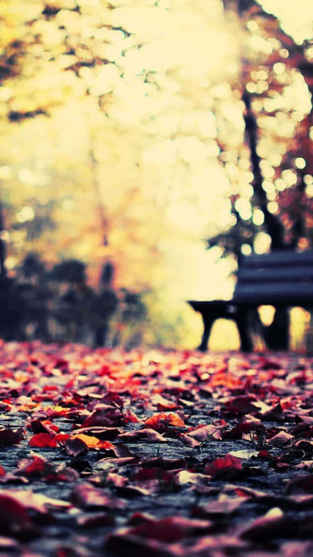 Vintage Autumn, park bench, golden autumn trees, SD Phone Wallpaper