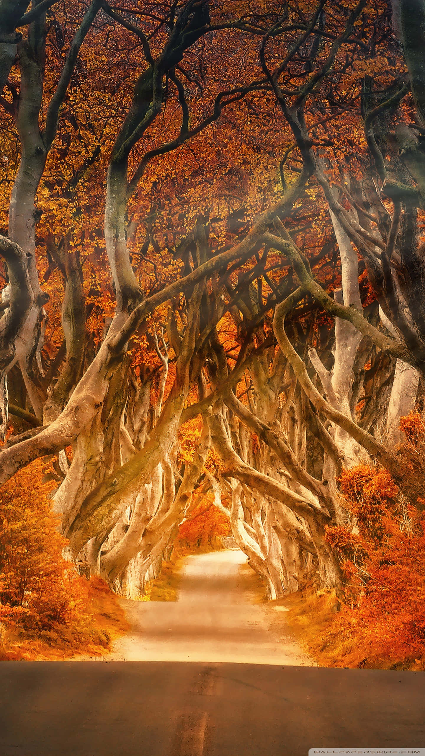 vintage autumn, winding road, twisted ancient trees, 2K Phone Wallpaper