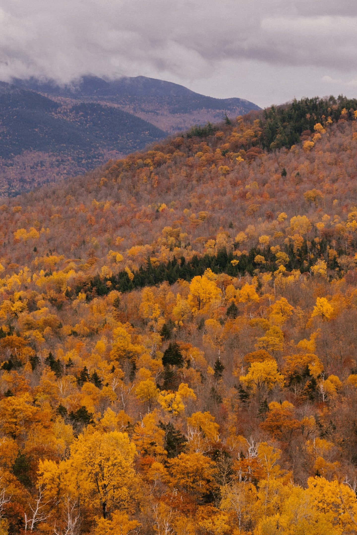 Vintage Autumn, fiery orange, gold, Full HD Phone Wallpaper