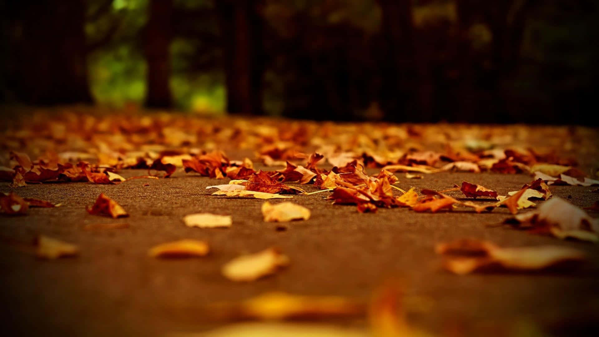 autumn leaves, forest path, warm golden hues, Full HD Desktop Wallpaper