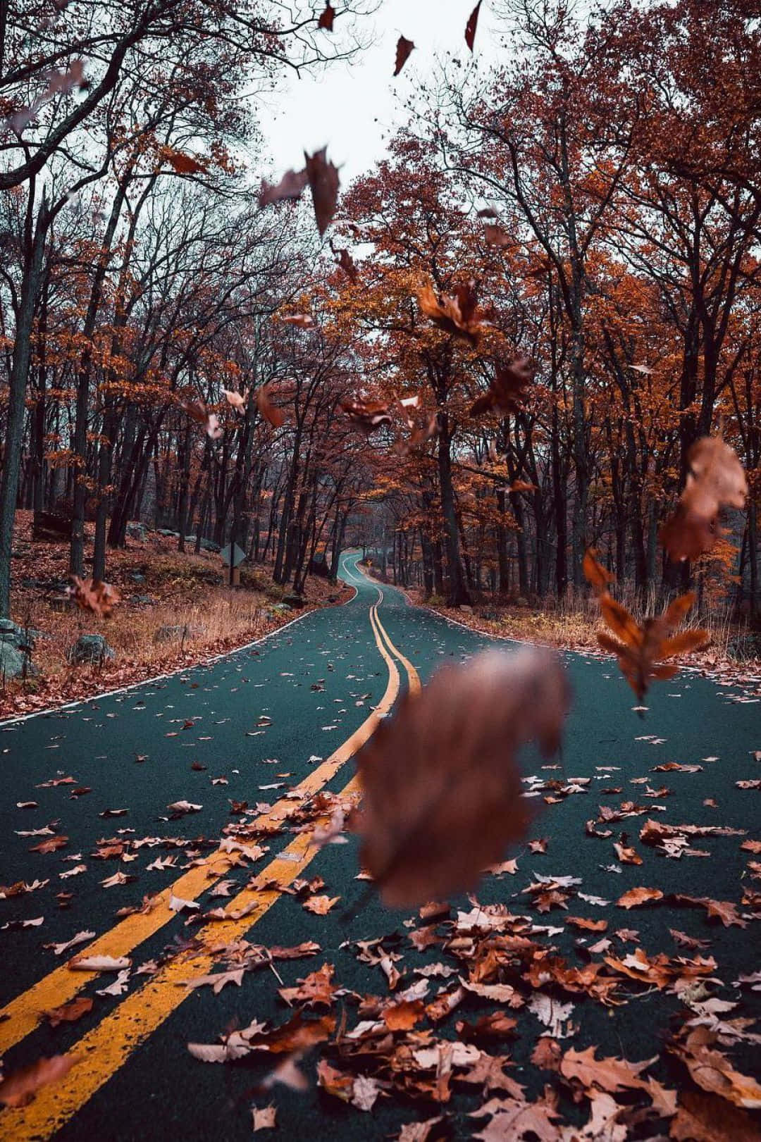 autumn leaves, winding forest road, overcast sky, HD Phone Wallpaper