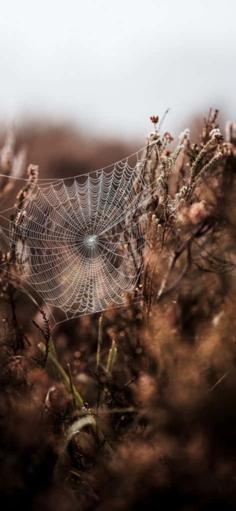 Vintage Autumn, spiderweb, dry brown grasses, SD Phone Wallpaper