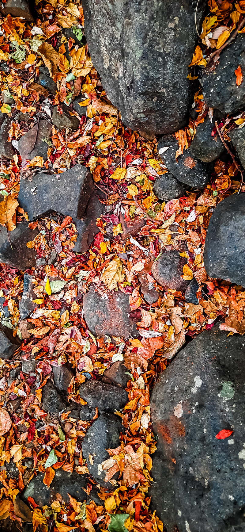 vintage fall, red and yellow umbrella, dark volcanic rocks, HD Phone Wallpaper