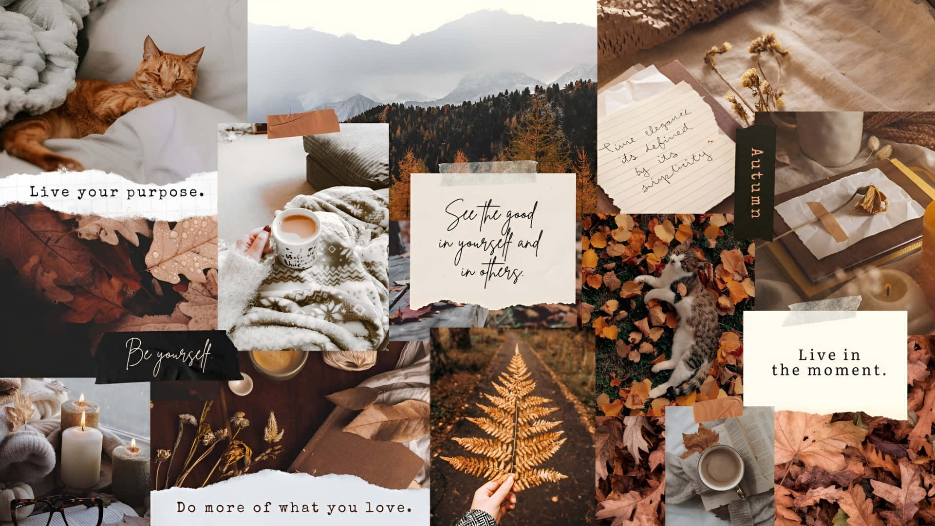 cozy autumn vibes, cats, blankets, Full HD Desktop Wallpaper