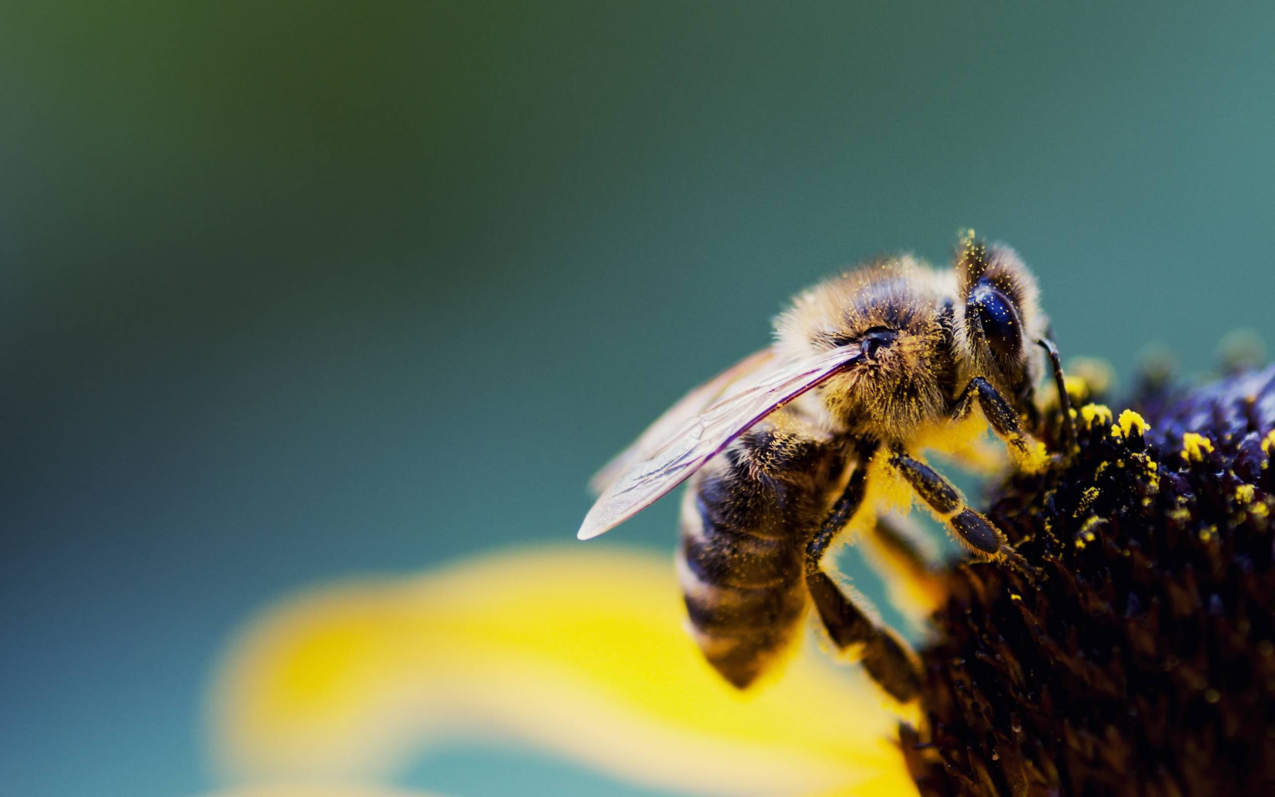 bee, pollen, vibrant yellow flower, 2K Desktop Wallpaper