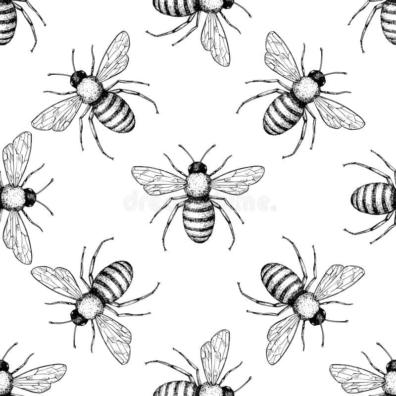Vintage Bee, black and white bees, textured wings, SD Desktop Wallpaper