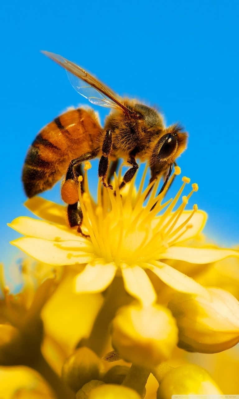 honeybee, striped abdomen, translucent wings, HD Phone Wallpaper