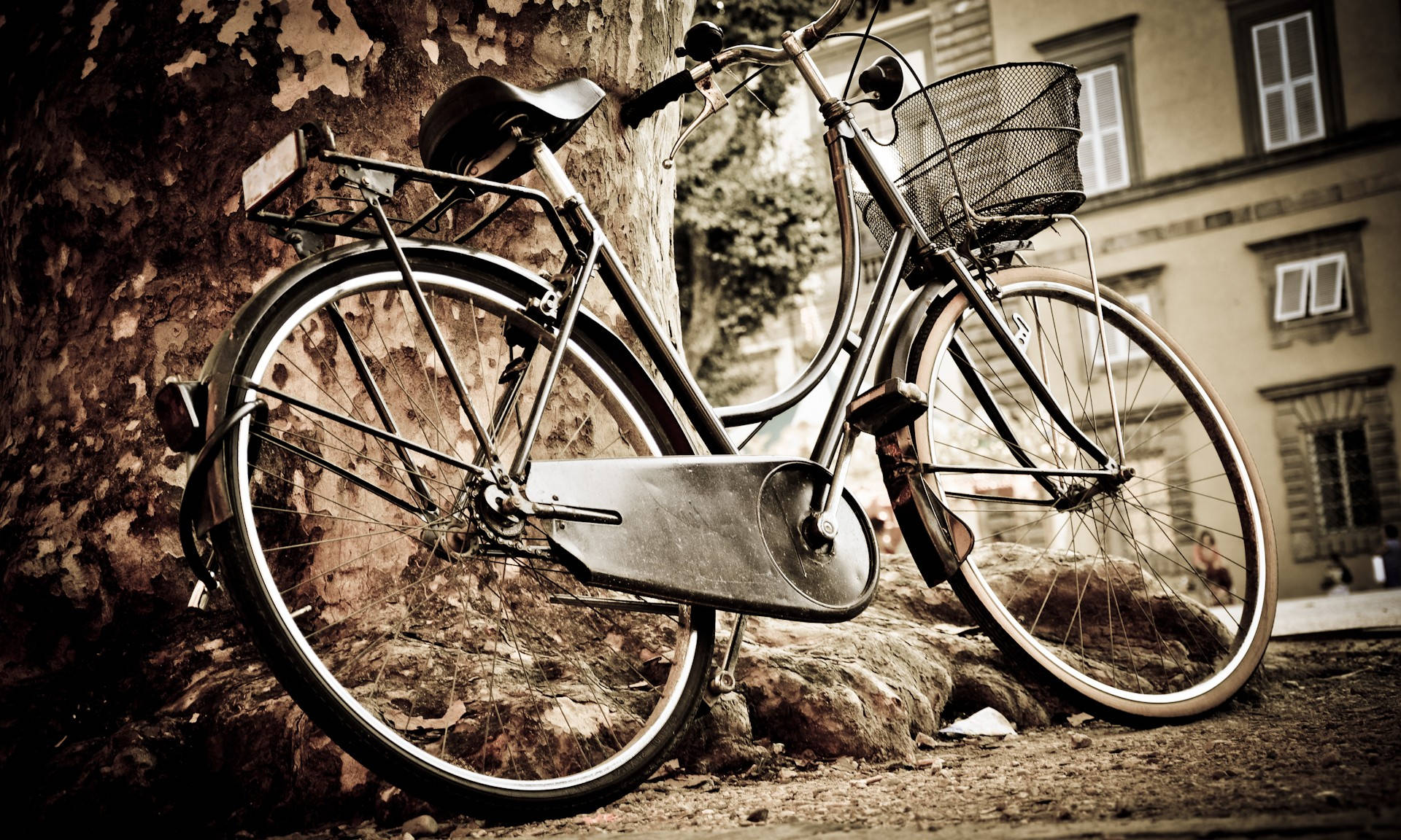 vintage bicycle, wire basket, textured tree trunk, Full HD Desktop Wallpaper