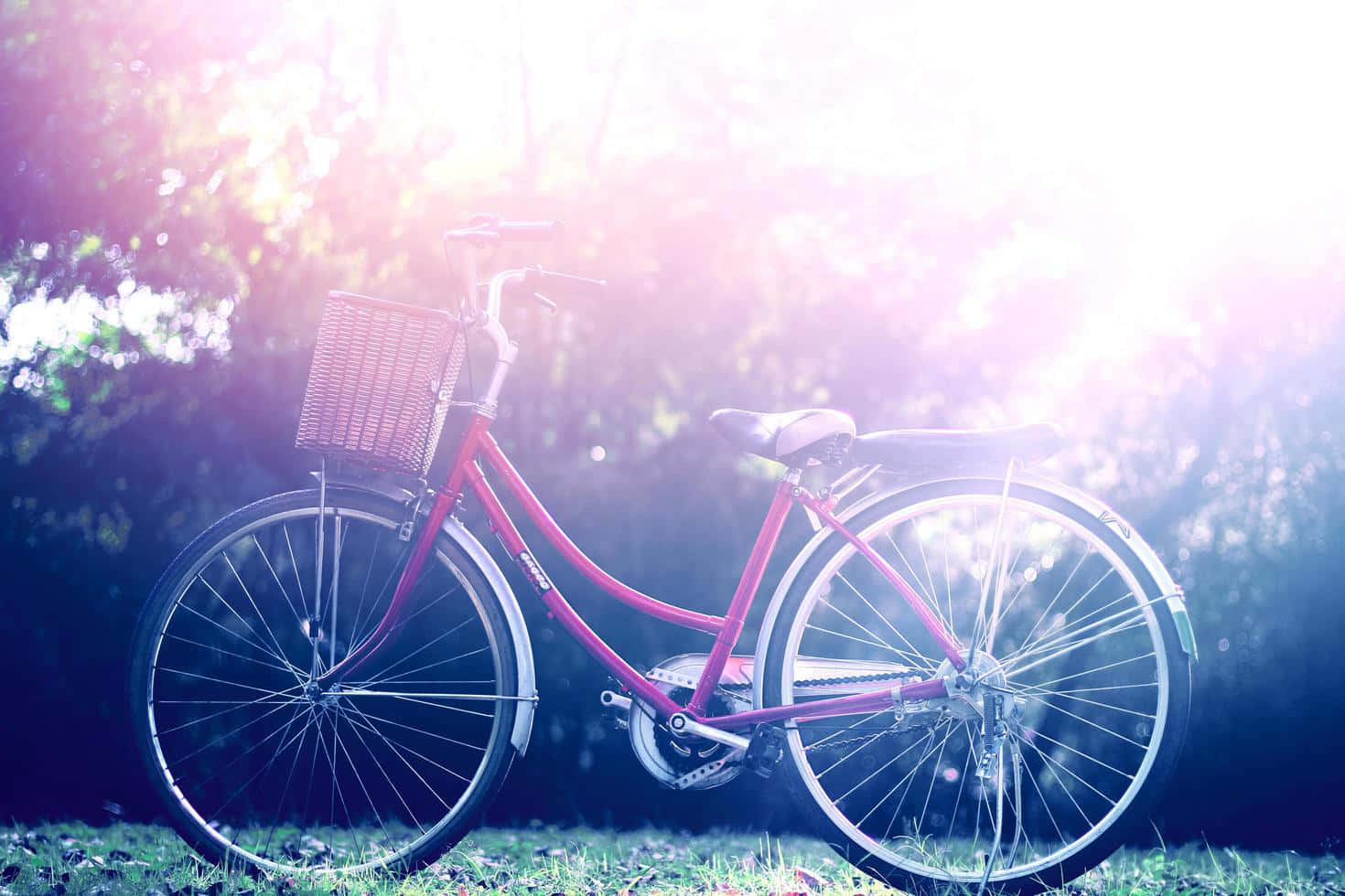 vintage pink bicycle, wicker basket, grass, HD Desktop Wallpaper