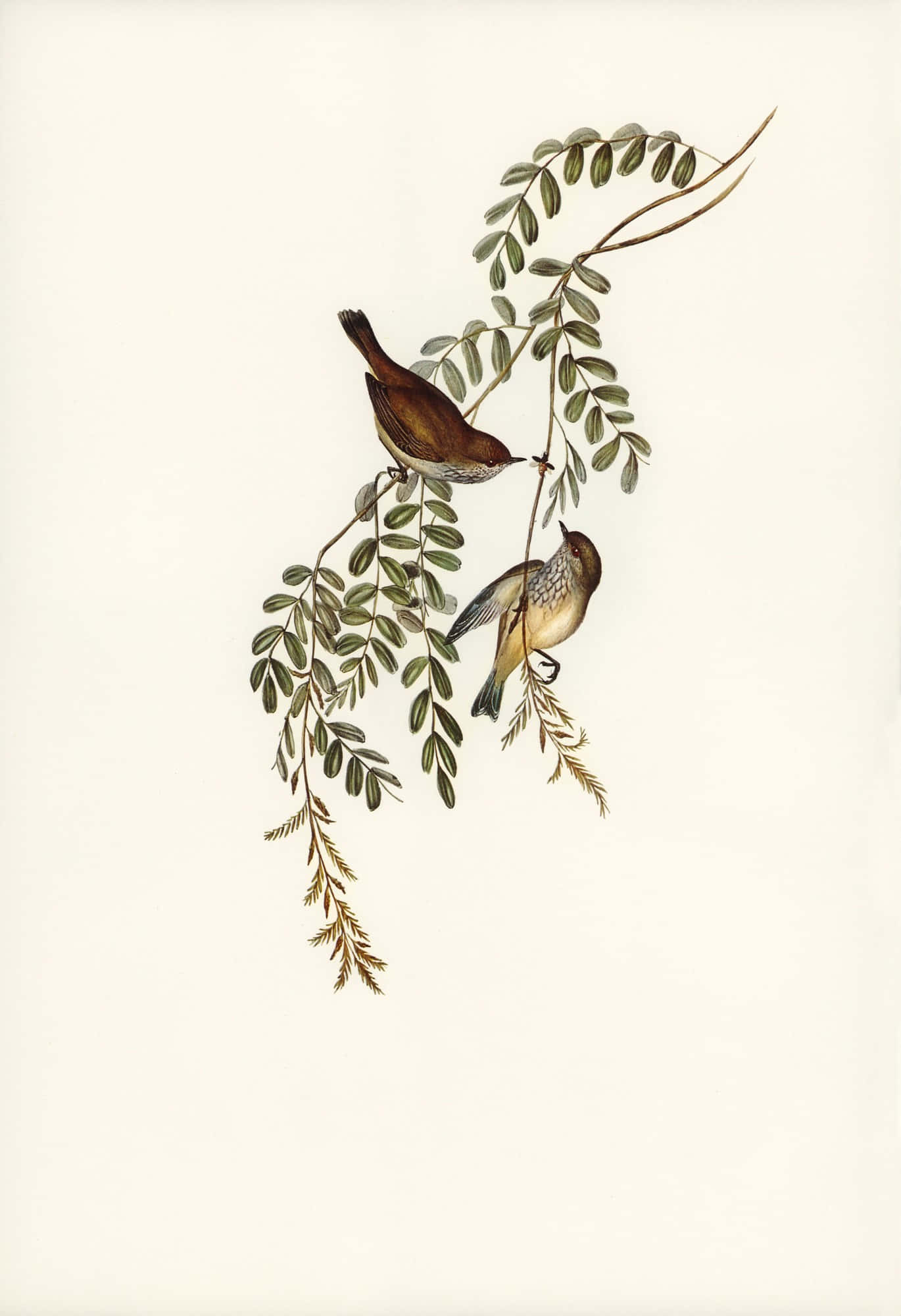 Vintage Illustration, Two Birds, Perched Branch, Full HD Phone Wallpaper
