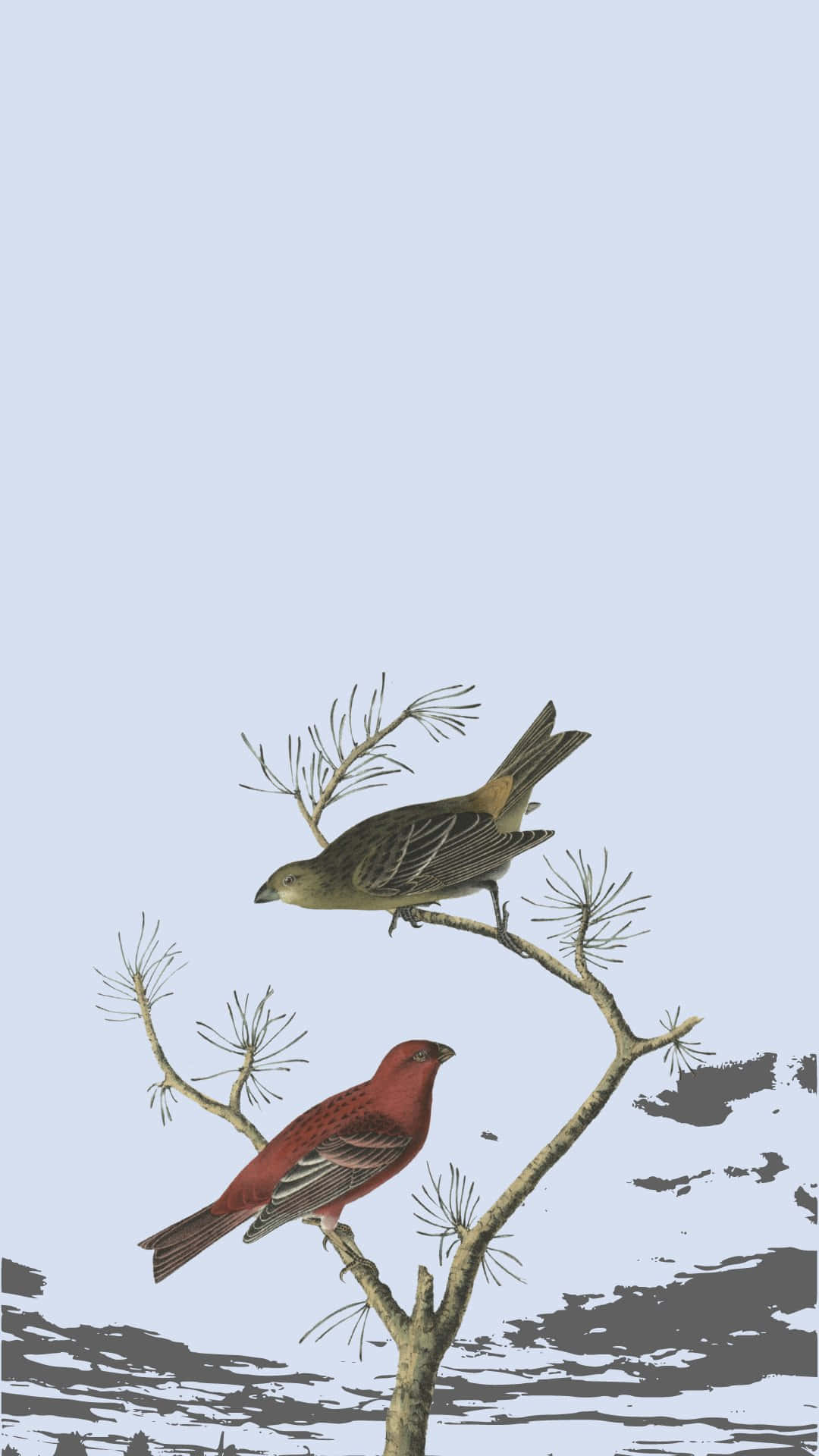 Vintage Birds, pine branch, pale blue sky, Full HD Phone Wallpaper
