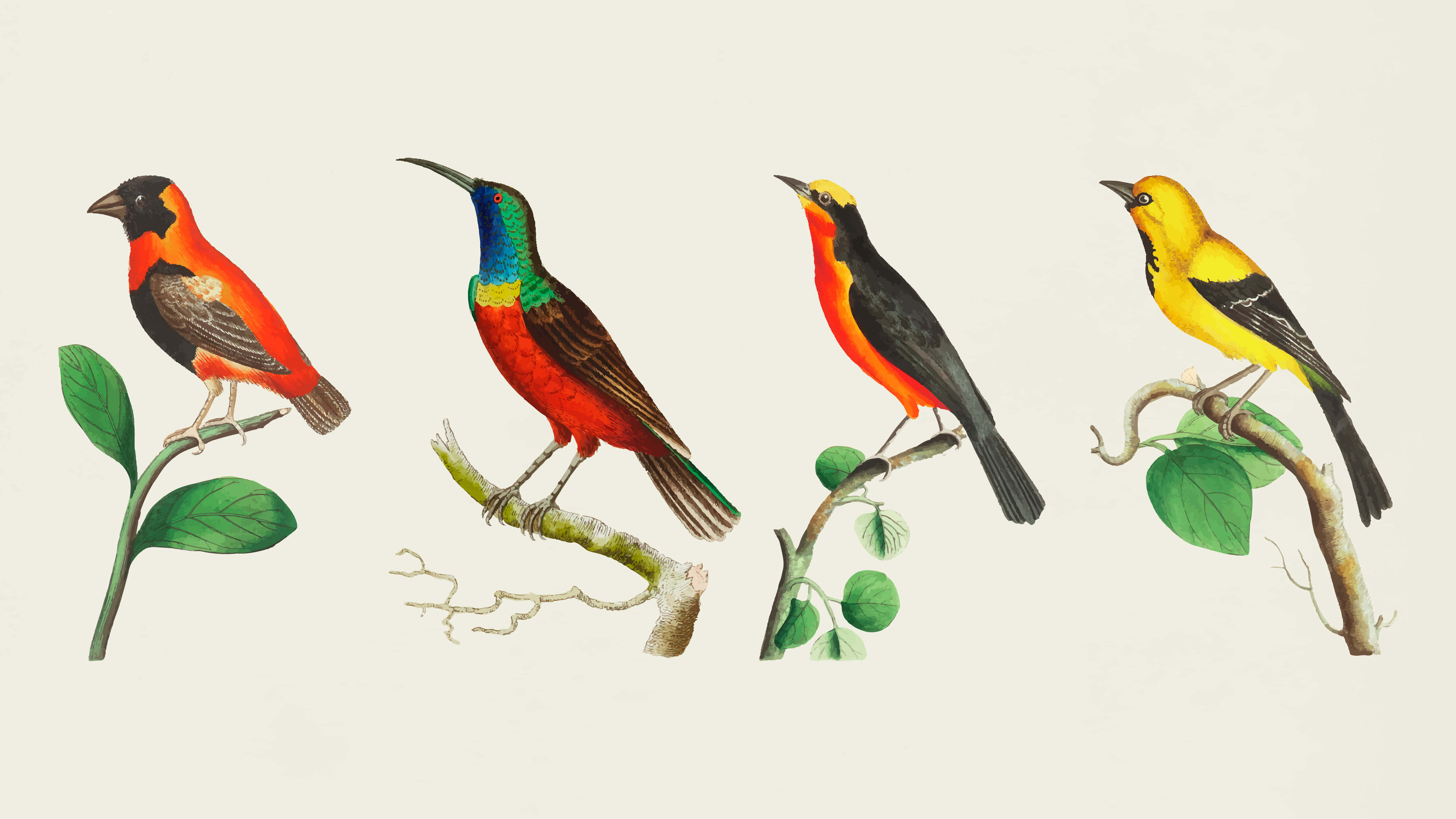 colorful vintage bird illustrations, vibrantly colored birds, detailed feathers, 4K Desktop Wallpaper
