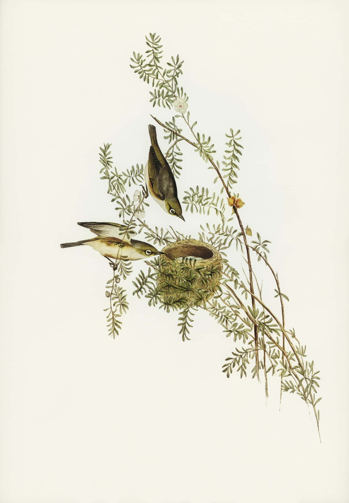 Vintage Bird, woven nest, slender green branches, Full HD Phone Wallpaper