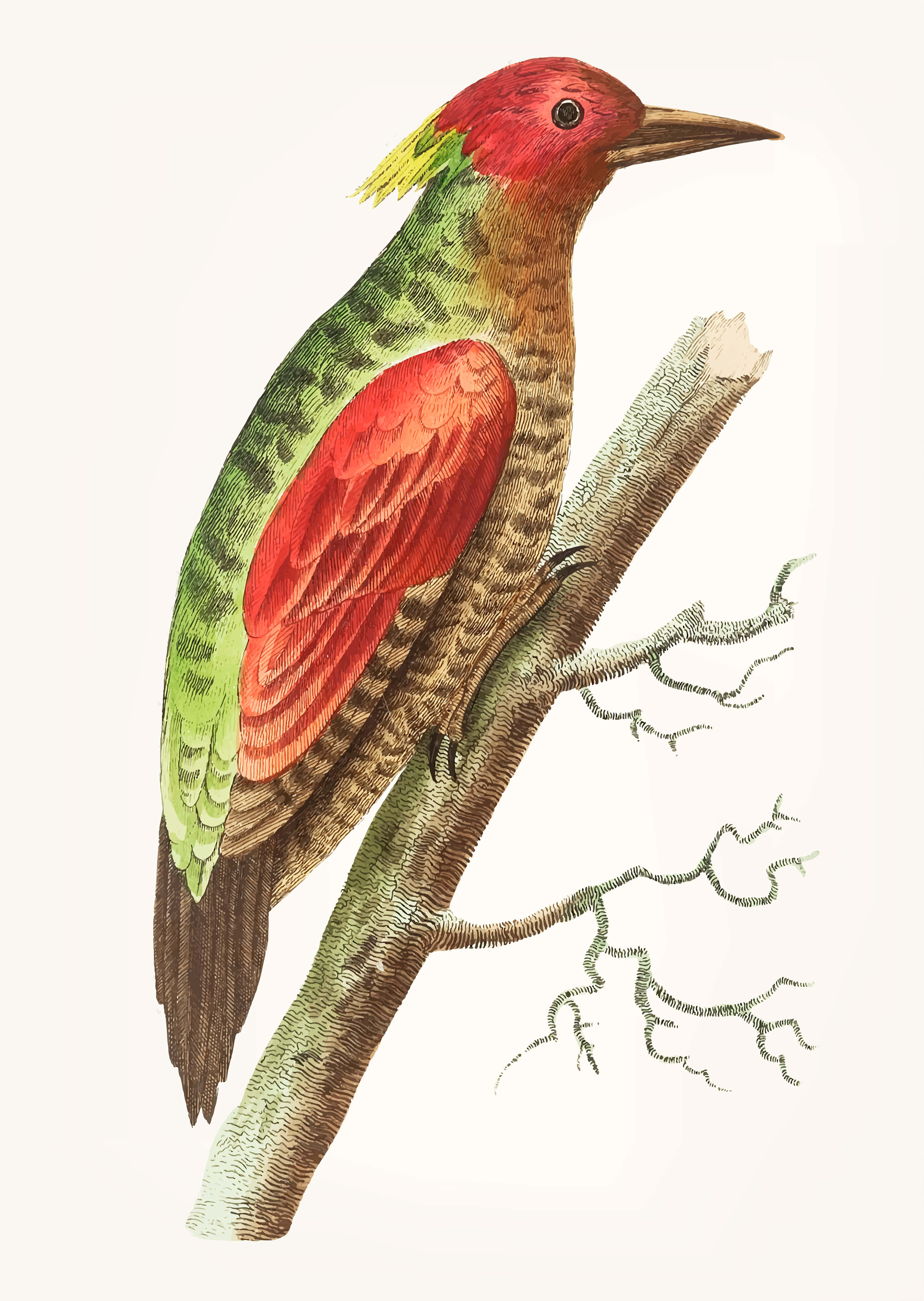 vintage red headed woodpecker, red head, yellow crest, 4K Phone Wallpaper
