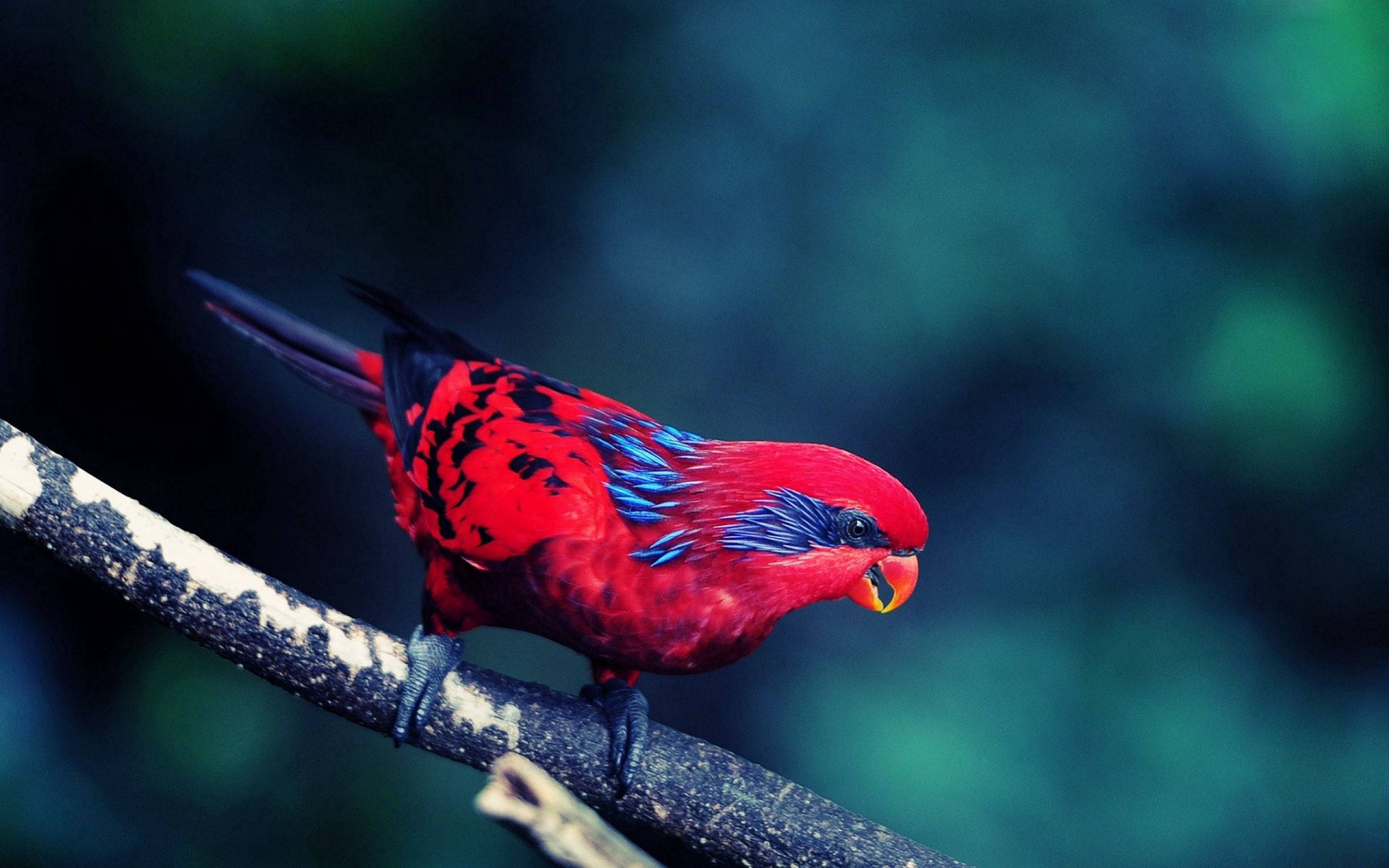 fierce red blue bird, vibrant red lorikeet, blue accents, 2K Desktop Wallpaper