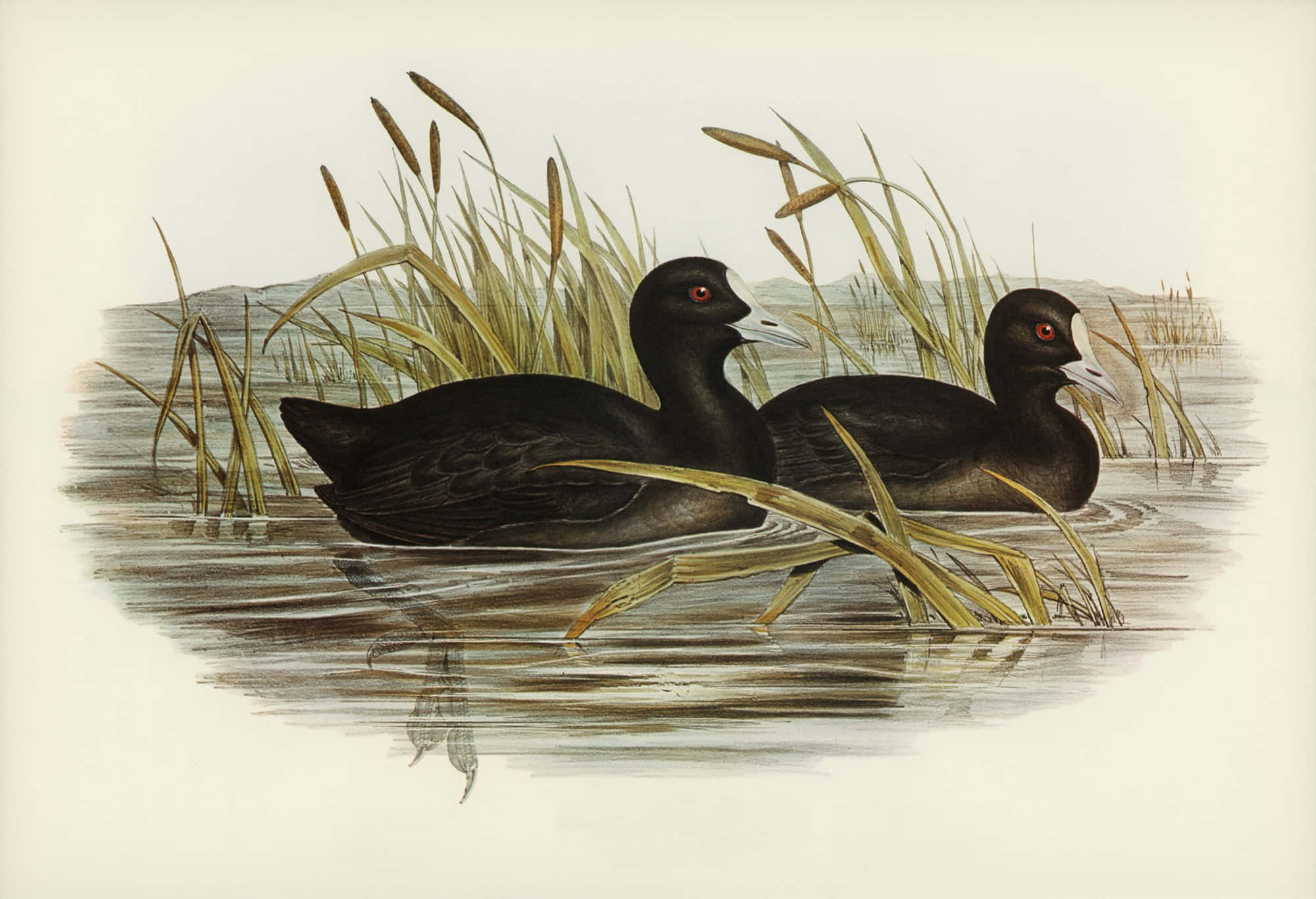 black coots, red eyes, calm water, Full HD Desktop Wallpaper