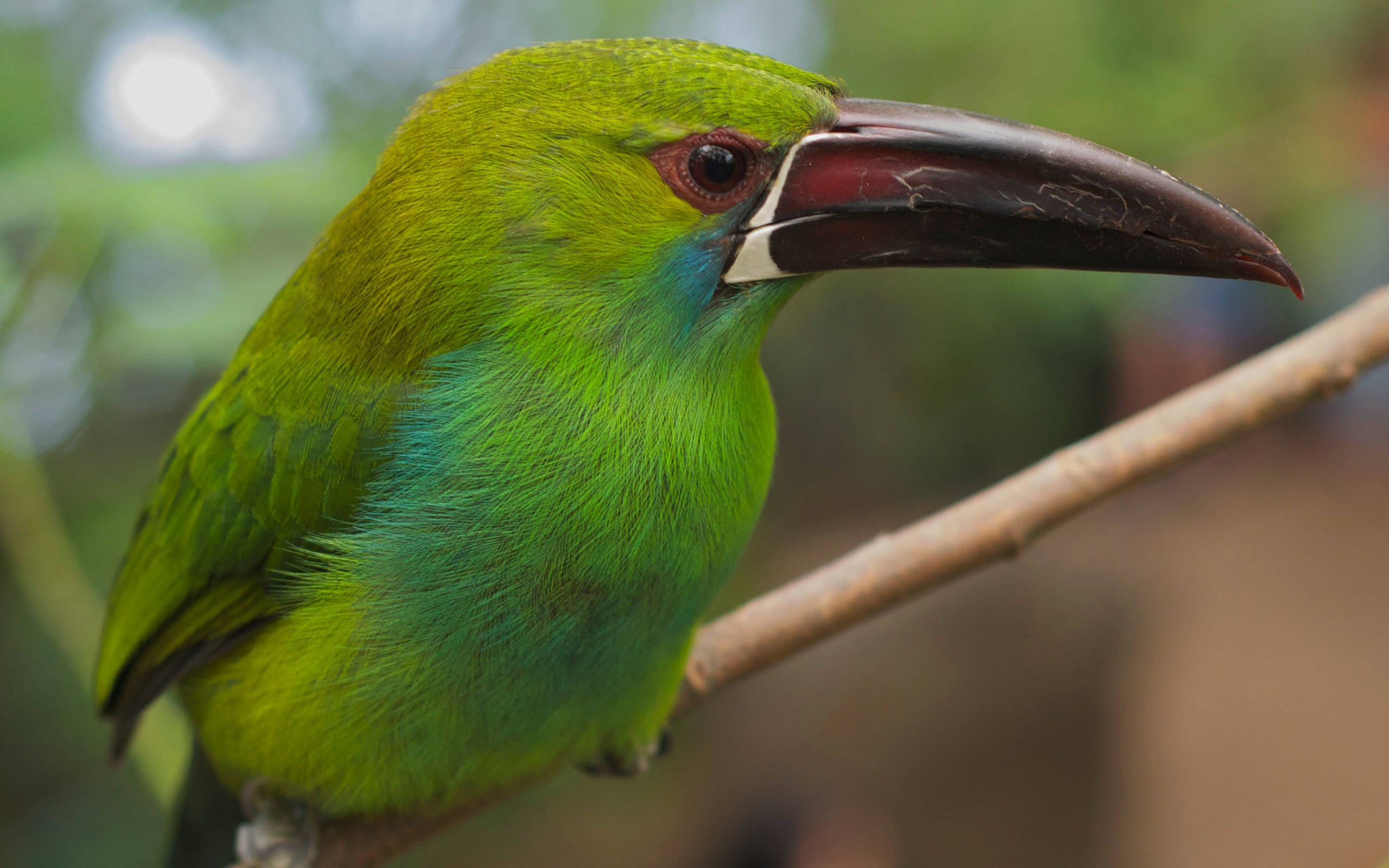 emerald green bird, toucan, black beak, 2K Desktop Wallpaper