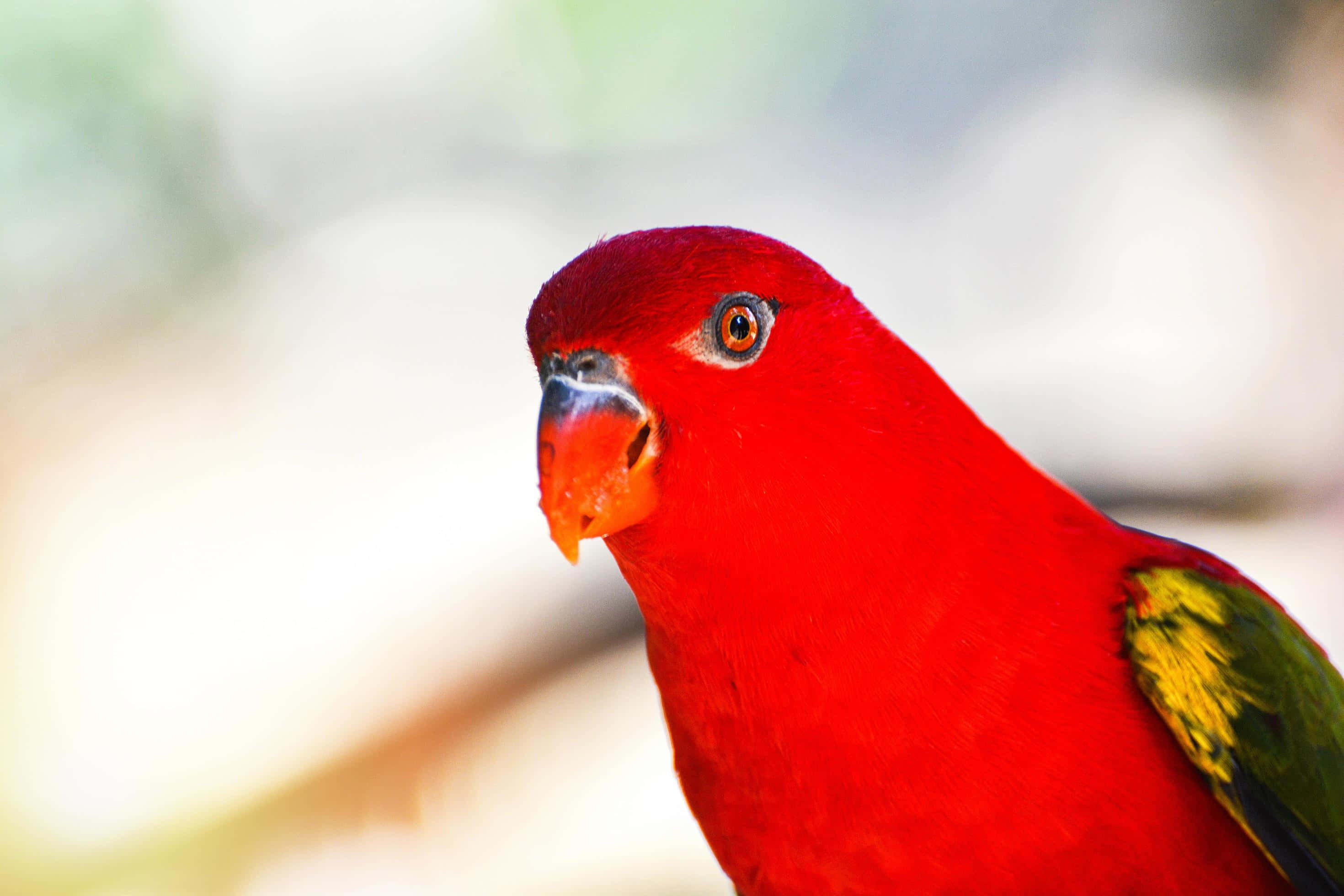 vibrant red lory, green wing feathers, soft blurred natural background, 2K Desktop Wallpaper