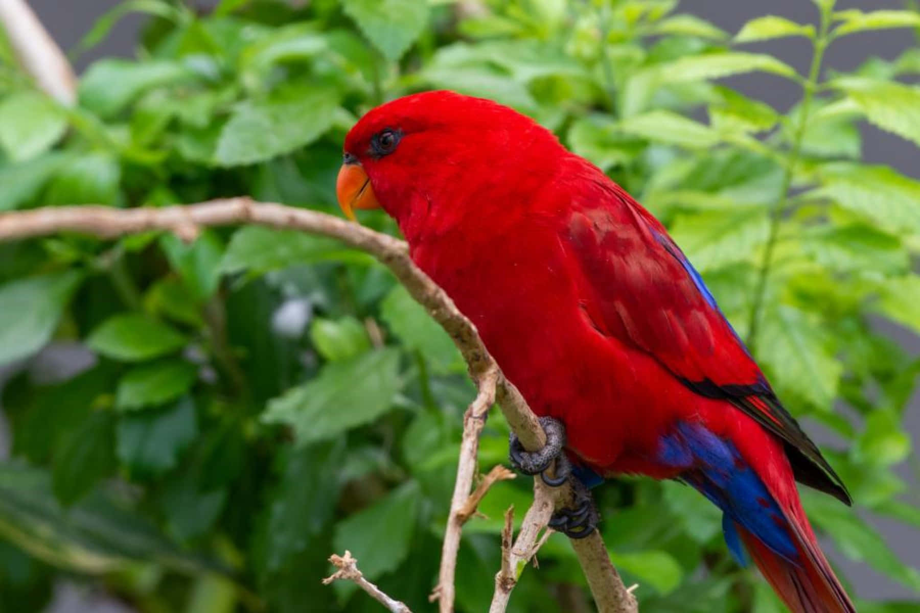 vibrant red lory, blue tail feathers, branch, HD Desktop Wallpaper