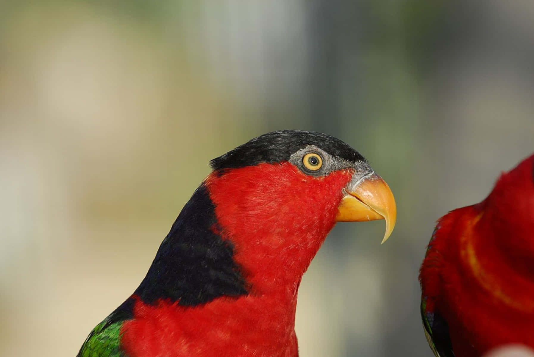 vibrant red lory parrot, black head, yellow eye, HD Desktop Wallpaper
