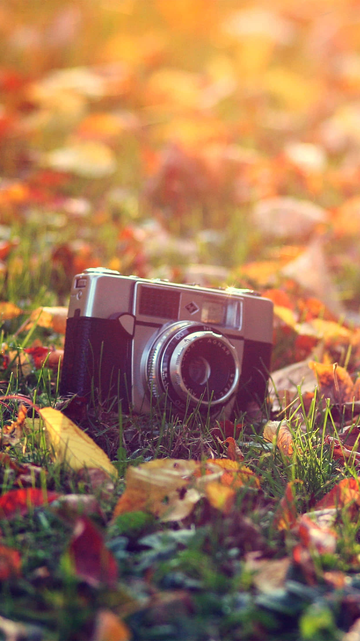 vintage camera, golden autumn leaves, warm sunlight, Full HD Phone Wallpaper