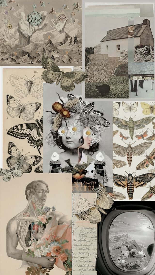 Vintage Collage, butterfly, botanical illustrations, SD Phone Wallpaper