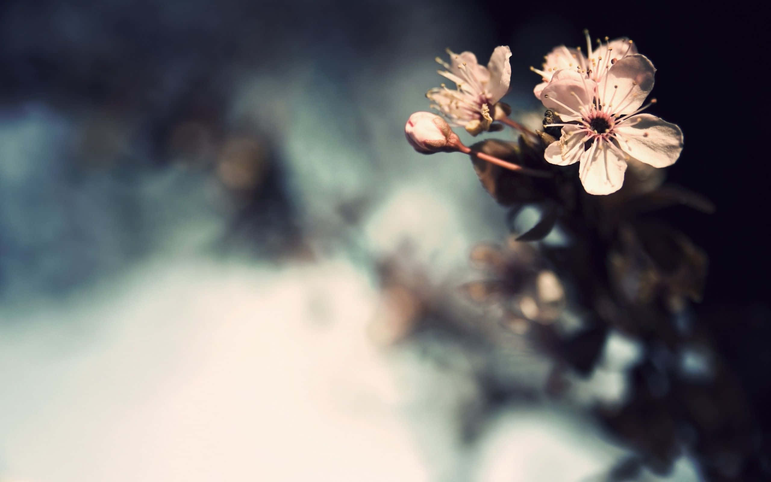 vintage desktop, pale pink cherry blossoms, blurred blue and white background, 2K Desktop Wallpaper
