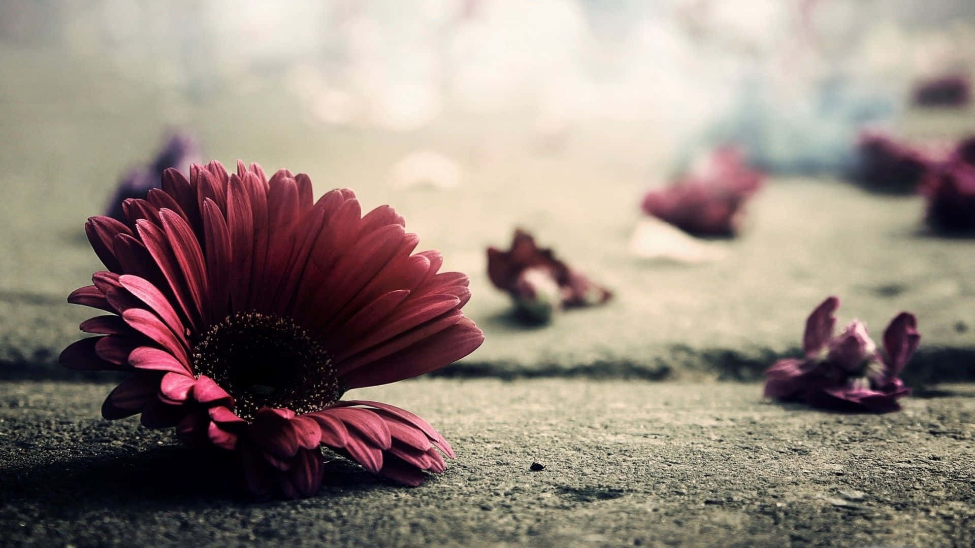 Vintage Desktop, deep red gerbera daisy, gritty ground, Full HD Desktop Wallpaper